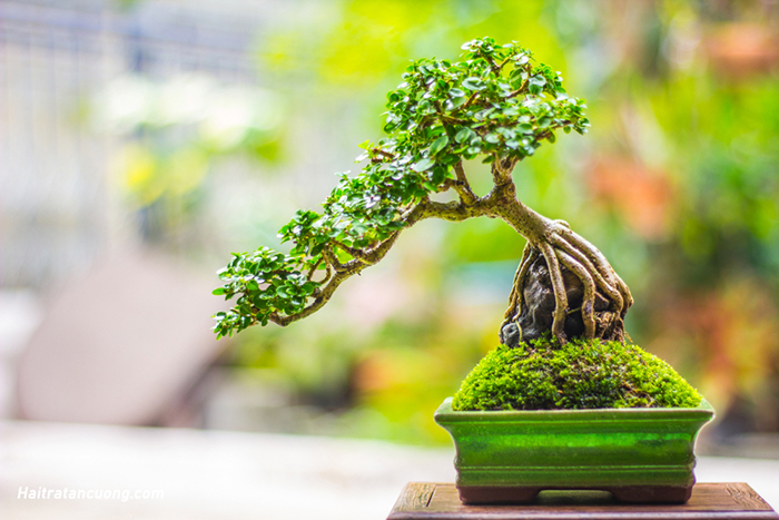 Giá tiền để mua một cây cảnh này cũng không hề ít. Vậy nên bạn có thể tham khảo mua cây bonsai về biếu sếp cũng rất hợp lý.